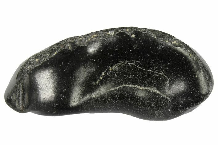 Fossil Whale Ear Bone - Miocene #177806